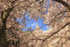 Cherry Blossoms in peak bloom, Spring, University of Washington campus, Seattle, WA, USA  Poster Print by Stuart Westmorland - Item # VARPDDUS48SWR0684