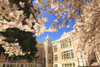 Cherry Blossoms in peak bloom, Spring, University of Washington campus, Seattle, WA, USA  Poster Print by Stuart Westmorland - Item # VARPDDUS48SWR0687