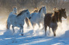 Horse drive in winter on Hideout Ranch, Shell, Wyoming Herd of horses running in winters snow Poster Print by Darrell Gulin (24 x 18) # US51DGU0325