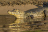 Pantanal, Mato Grosso, Brazil. Yacare caiman sunning itself along the banks of the Cuiaba River. Poster Print by Janet Horton - Item # VARPDDSA04JHO0206