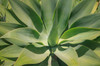 Agave Attenuata, native to Mexico, is often known as the lions tail, swans neck or foxtail Poster Print by Mallorie Ostrowitz (24 x 18) # US05MOS0028