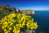 Giant Coreopsis above Scorpion Cove, Santa Cruz Island, Channel Islands National Park, California Poster Print by Russ Bishop - Item # VARPDDUS05RBS1080