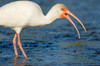 Little Estero Lagoon, Fort Myers Beach, Florida, USA White Ibis trying to swallow a small snake Poster Print by Janet Horton (24 x 18) # US10JHO0002