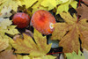 Oregon, Willamette NF. Amanita mushroom and fall-colored leaves of bigleaf maple on forest floor. Poster Print by John Barger - Item # VARPDDUS38JBA0192