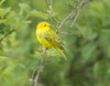 WA. Breeding plumage male Yellow Warbler (Dendroica petechia) on a perch at Marymoor Park, Redmond. Poster Print by Gary Luhm - Item # VARPDDUS48GLU1030