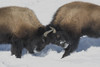 Wyoming, Yellowstone National Park. Two young bison headbutting each other testing their strength. Poster Print by Ellen Goff - Item # VARPDDUS51EGO0056