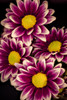 USA, Colorado, Fort Collins Orinoco daisies close-up Credit as Fred Lord / Jaynes Gallery Poster Print by Jaynes Gallery (18 x 24) # US06BJY1575