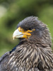 Falkland Caracara or Johnny Rook, protected and highly intelligent bird of prey. Falkland Islands Poster Print by Martin Zwick - Item # VARPDDSA09MZW0972