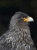 Falkland Caracara or Johnny Rook, protected and highly intelligent bird of prey. Falkland Islands Poster Print by Martin Zwick - Item # VARPDDSA09MZW1035