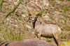 Peninsular Bighorn Sheep (Ovis canadensis cremnobates), Anza-Borrego Desert State Park, California Poster Print by Russ Bishop - Item # VARPDDUS05RBS1028