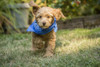 Issaquah, WA. Eight week old Goldendoodle puppy wearing a neckerchief while playing on the lawn.  Poster Print by Janet Horton - Item # VARPDDUS48JHO0808