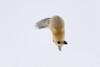 Usa, Wyoming, Yellowstone National Park. Red fox leaping to break through the snow to get a rodent. Poster Print by Ellen Goff - Item # VARPDDUS51EGO0149