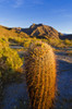 Morning light on cholla and barrel cactus under Indianhead Peak, Anza-Borrego Desert State Park, CA Poster Print by Russ Bishop - Item # VARPDDUS05RBS0979
