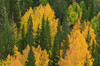 Fall aspens and pines along Bishop Creek, Inyo National Forest, Sierra Nevada Mountains, California Poster Print by Russ Bishop - Item # VARPDDUS05RBS1218