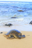 Green Sea Turtle (Chelonia mydas), pulled up on shore, Hookipa Beach Park, Maui, Hawaii, USA Poster Print by Stuart Westmorland - Item # VARPDDUS12SWR0634