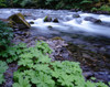 USA, Oregon, Willamette National Forest. South Fork of the McKenzie River with coltsfoot in spring. Poster Print by John Barger - Item # VARPDDUS38JBA0231