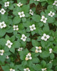 Oregon. Willamette National Forest, bunchberry (Cornus canadensis) in bloom near the Roaring River. Poster Print by John Barger - Item # VARPDDUS38JBA0407