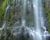 USA, Oregon. Willamette National Forest, Three Sisters Wilderness, Lower Proxy Falls and lush moss. Poster Print by John Barger - Item # VARPDDUS38JBA0428