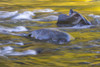 USA, Washington State, Olympic National Park. Golden river reflections from sunlit maple trees.  Poster Print by Jaynes Gallery - Item # VARPDDUS48BJY0905