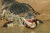Pantanal, Mato Grosso, Brazil. Yacare Caiman with an open mouth sunning itself in the Cuiaba River. Poster Print by Janet Horton - Item # VARPDDSA04JHO0061