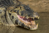 Pantanal, Mato Grosso, Brazil. Yacare caiman with an open mouth sunning itself in the Cuiaba River. Poster Print by Janet Horton - Item # VARPDDSA04JHO0169