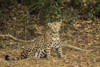 Pantanal, Mato Grosso, Brazil. Jaguar sitting in a shady area of the riverbank of the Cuiaba River. Poster Print by Janet Horton - Item # VARPDDSA04JHO0204