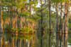 USA, Louisiana, Atchafalaya National Wildlife Refuge. Sunrise on cypress trees and Spanish moss.  Poster Print by Jaynes Gallery - Item # VARPDDUS19BJY0217