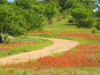 Dirt road lined with Indian paintbrush along Old Spanish Trail near Buchanan Dam Texas Hill Country Poster Print by Sylvia Gulin - Item # VARPDDUS44SGU0006