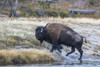 Wyoming. Yellowstone NP, bull bison crosses the Firehole River and comes out dripping with water Poster Print by Elizabeth Boehm - Item # VARPDDUS51EBO0889