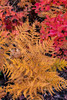 Autumn ferns and ground cover in burn area above St Mary Lake in Glacier National Park, Montana, USA Poster Print by Chuck Haney (18 x 24) # US27CHA4284