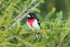 Male rose-breasted Grosbeak (Pheucticus ludovicianus) in spruce tree. Marion County, Illinois. Poster Print by Richard & Susan Day - Item # VARPDDUS14RDY2445