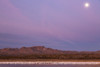 USA, New Mexico, Bosque del Apache National Wildlife Refuge. Flying birds and full moon at sunrise. Poster Print by Jaynes Gallery - Item # VARPDDUS32BJY0345