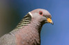 Issaquah, Washington State, USA Band-tailed Pigeon (Columba fasciata) close-up of head and shoulders Poster Print by Janet Horton (24 x 18) # US48JHO1248