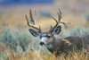 Wyoming, Grand Teton NP. A monster Mule Deer buck poses for a portrait shot of it's large antlers. Poster Print by Elizabeth Boehm - Item # VARPDDUS51EBO0714