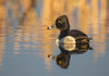 Wyoming, Sublette County. Male ring-necked duck is reflected in the morning light on a quiet pond. Poster Print by Elizabeth Boehm - Item # VARPDDUS51EBO0766