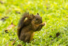 Costa Rica, Arenal Red-tailed squirrel feeding Credit as: Cathy & Gordon Illg / Jaynes Gallery Poster Print by Jaynes Gallery (24 x 18) # SA22BJY0303