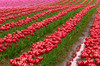 USA, Washington State, Skagit Valley Rows of red tulips Credit as: Jim Nilsen / Jaynes Gallery Poster Print by Jaynes Gallery (24 x 18) # US48BJY1147