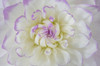 USA, Washington State, Seabeck Dahlia blossom close-up Credit as: Don Paulson / Jaynes Gallery Poster Print by Jaynes Gallery (24 x 18) # US48BJY1245