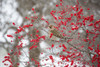 Northern Flicker (Colaptes auratus) male in Winterberry bush in winter, Marion County, Illinois Poster Print by Richard & Susan Day - Item # VARPDDUS14RDY2365