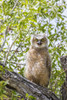 USA, Lincoln County, Wyoming. Recently branched Great Horned Owl chick sits on a cottonwood branch. Poster Print by Elizabeth Boehm - Item # VARPDDUS51EBO0841