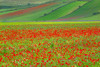 Europe, Italy, Castellucio Piano Grande field of flowers Credit as: Jim Nilsen / Jaynes Gallery Poster Print by Jaynes Gallery (24 x 18) # EU16BJY0502