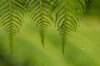 Costa Rica, Sarapique River Valley Fern in rain Credit as: Cathy & Gordon Illg / Jaynes Gallery Poster Print by Jaynes Gallery (24 x 18) # SA22BJY0263