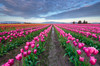 USA, Washington State, Skagit Valley Rows of pink tulips Credit as: Jim Nilsen / Jaynes Gallery Poster Print by Jaynes Gallery (24 x 18) # US48BJY1133