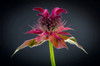 USA, Washington State, Seabeck Bee balm flower close-up Credit as: Don Paulson / Jaynes Gallery Poster Print by Jaynes Gallery (24 x 18) # US48BJY1301