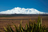 Mt Ruapehu, Rangipo Desert, and flax, Tongariro National Park, Central Plateau, North Island, New Zealand Poster Print by David Wall (24 x 18) # AU03DWA0755