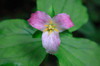 The trillium is a perennial flowering plant native to temperate regions of North America and Asia Poster Print by Mallorie Ostrowitz (24 x 18) # US05MOS0020