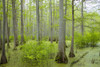 Bald Cypress trees (Taxodium distichum) Heron Pond Little Black Slough, Johnson County, Illinois Poster Print by Richard & Susan Day - Item # VARPDDUS14RDY2408