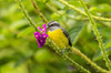 Costa Rica, Arenal Bananaquit feeding on vervain Credit as: Cathy & Gordon Illg / Jaynes Gallery Poster Print by Jaynes Gallery (24 x 18) # SA22BJY0305