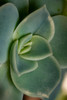 USA, Colorado, Fort Collins Leatherpetal succulent close-up Credit as Fred Lord / Jaynes Gallery Poster Print by Jaynes Gallery (18 x 24) # US06BJY1566
