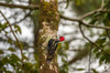 Costa Rica, Arenal Pale-billed woodpecker on tree Credit as: Cathy & Gordon Illg / Jaynes Gallery Poster Print by Jaynes Gallery (24 x 18) # SA22BJY0302